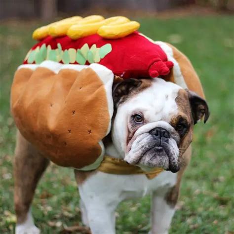 english bulldog halloween|Halloween English Bulldog Costume .